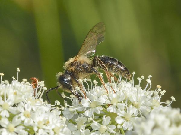 Wildbienen der Schweiz Grosse Möhren-Sandbiene - Andrena nuptialis
