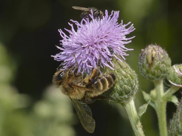Wildbienen der Schweiz Grosse Möhren-Sandbiene - Andrena nuptialis
