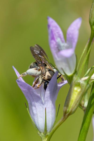 Wildbienen der Schweiz  - Andrena pandellei