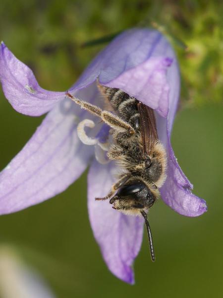 Wildbienen der Schweiz  - Andrena pandellei