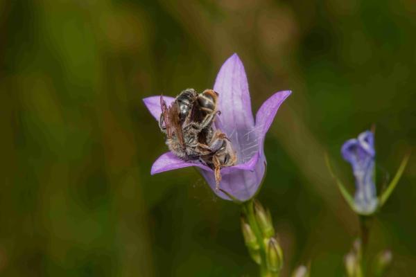 Wildbienen der Schweiz  - Andrena pandellei