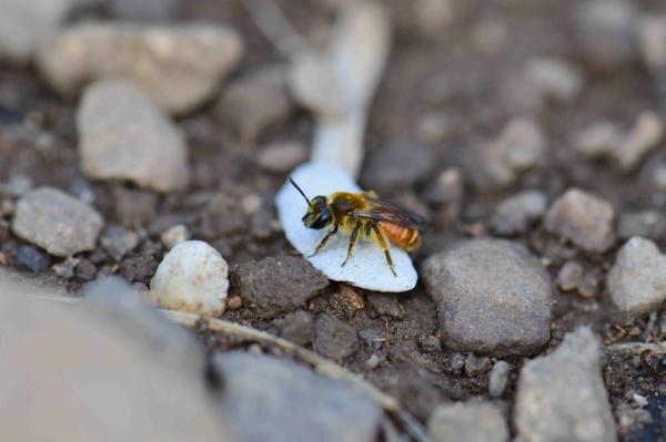 Wildbienen der Schweiz  - Andrena pellucens