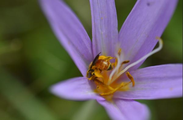 Wildbienen der Schweiz  - Andrena pellucens