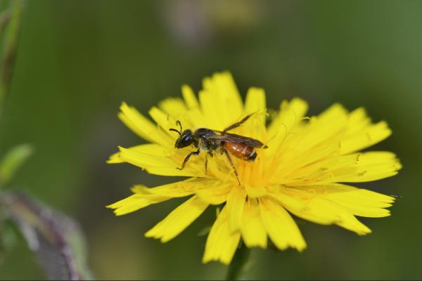 Wildbienen der Schweiz  - Andrena pellucens