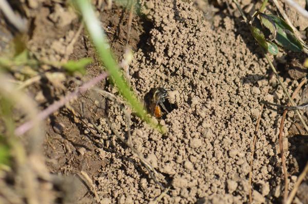 Wildbienen der Schweiz  - Andrena pellucens