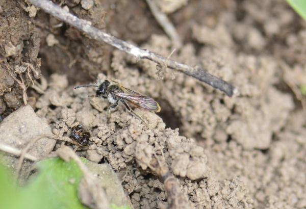 Wildbienen der Schweiz  - Andrena pellucens
