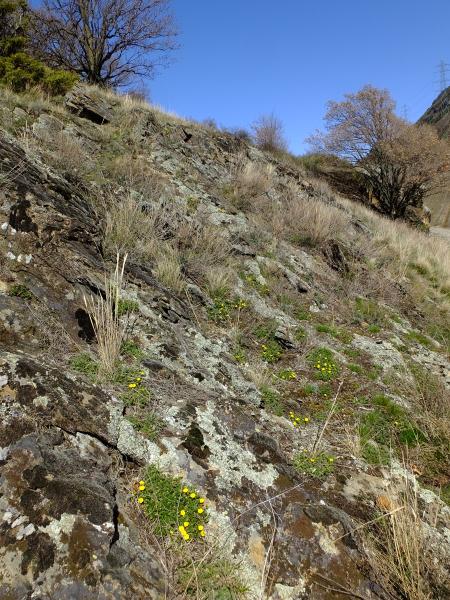 Les abeilles sauvages de Suisse Andrène des potentilles - Andrena potentillae