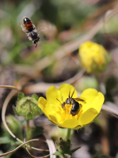 Les abeilles sauvages de Suisse Andrène des potentilles - Andrena potentillae