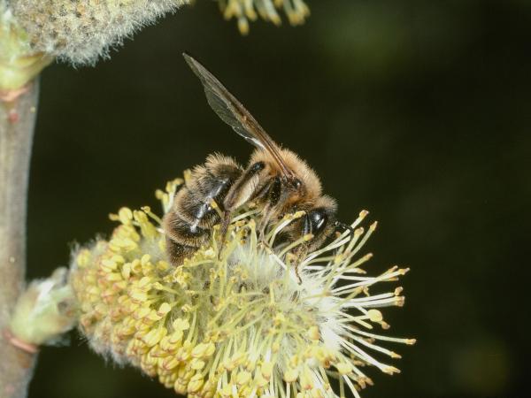 Wildbienen der Schweiz  - Andrena praecox