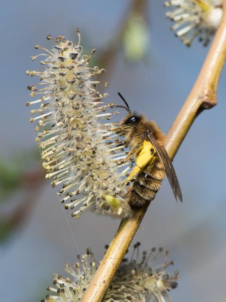 Wildbienen der Schweiz  - Andrena praecox