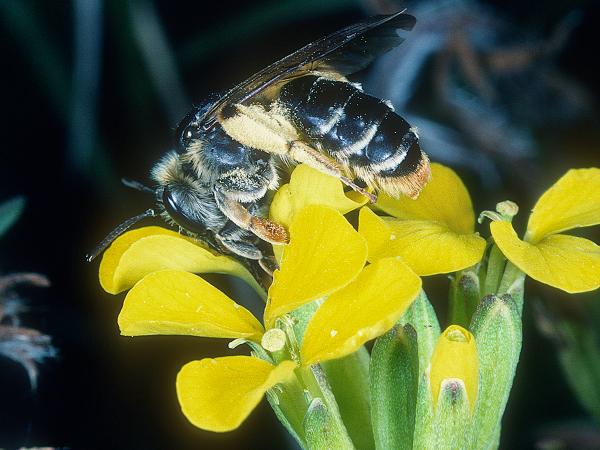 Wildbienen der Schweiz  - Andrena probata