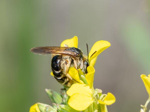 Wildbienen der Schweiz  - Andrena probata