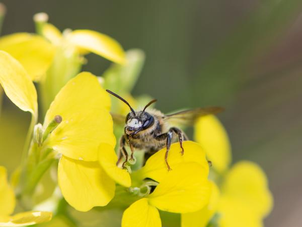 Wildbienen der Schweiz  - Andrena probata