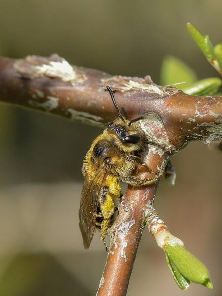 Wildbienen der Schweiz Schwarzbeinige Körchensandbiene - Andrena propinqua