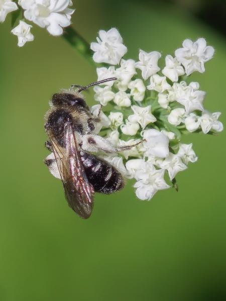 Wildbienen der Schweiz Frühe Doldensandbiene - Andrena proxima
