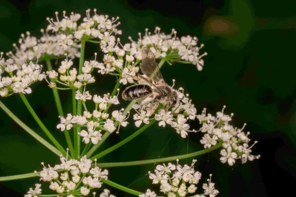 Wildbienen der Schweiz Frühe Doldensandbiene - Andrena proxima