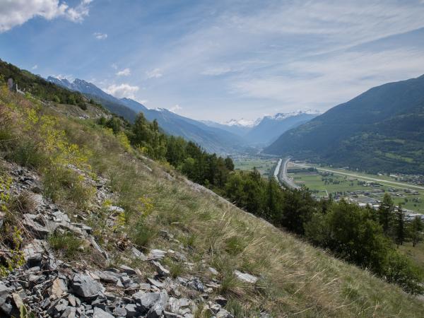 Les abeilles sauvages de Suisse Andrène des alpages - Andrena ranunculorum