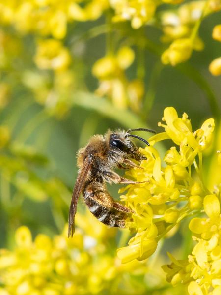 Les abeilles sauvages de Suisse Andrène des alpages - Andrena ranunculorum