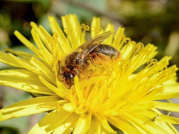 Les abeilles sauvages de Suisse Andrène rhénane - Andrena rhenana