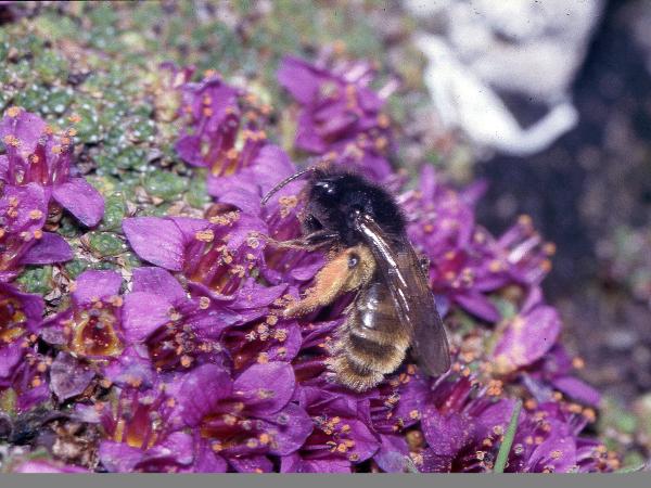 Les abeilles sauvages de Suisse  - Andrena rogenhoferi