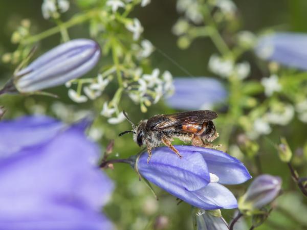 Les abeilles sauvages de Suisse Andrène bandes-rouges - Andrena rufizona