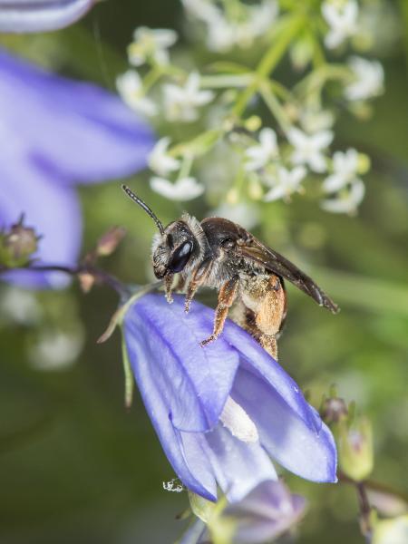 Les abeilles sauvages de Suisse Andrène bandes-rouges - Andrena rufizona