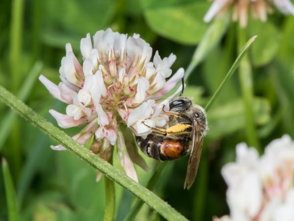 Les abeilles sauvages de Suisse Andrène de Schenck - Andrena schencki