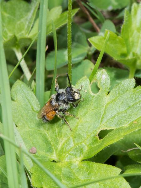 Les abeilles sauvages de Suisse Andrène de Schenck - Andrena schencki