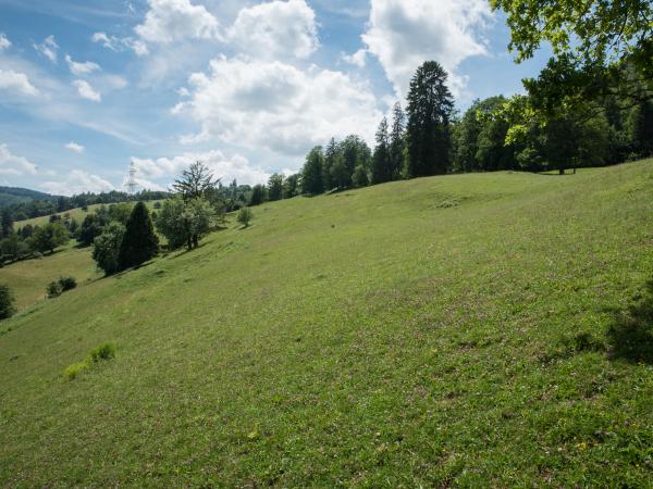 Les abeilles sauvages de Suisse Andrène de Schenck - Andrena schencki