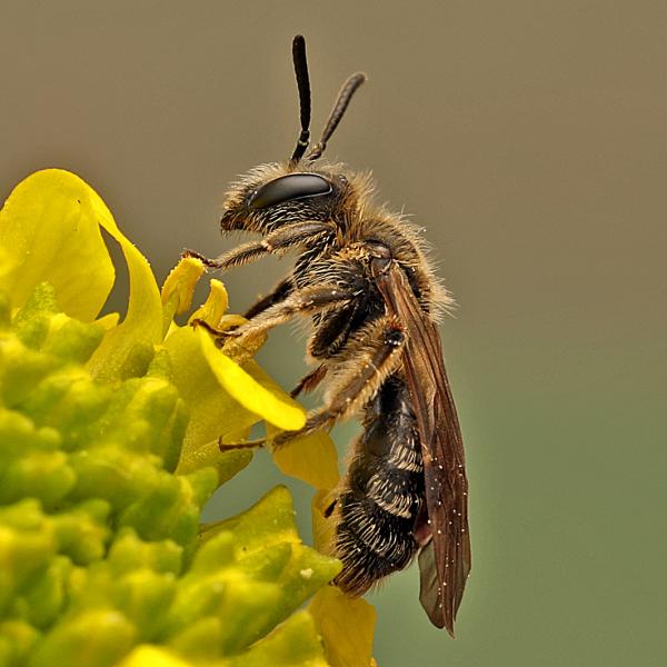 Les abeilles sauvages de Suisse  - Andrena strohmella