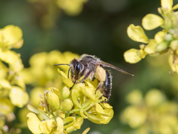 Les abeilles sauvages de Suisse Andrène de Sürin - Andrena suerinensis