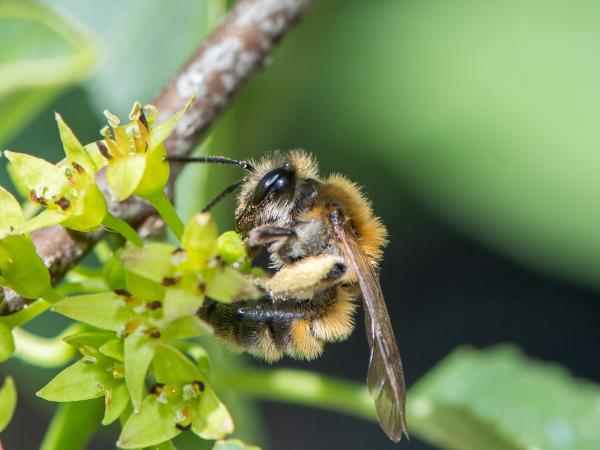 Les abeilles sauvages de Suisse  - Andrena synadelpha