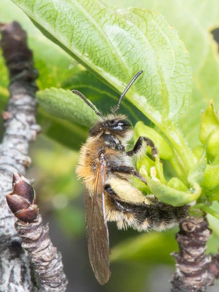 Les abeilles sauvages de Suisse  - Andrena synadelpha