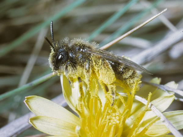 Les abeilles sauvages de Suisse Andrène du Pissenlit - Andrena taraxaci