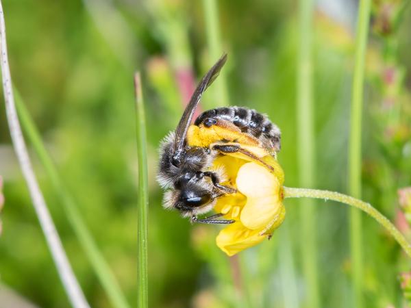 Les abeilles sauvages de Suisse Andrène tarsue - Andrena tarsata