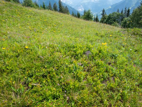 Les abeilles sauvages de Suisse Andrène tarsue - Andrena tarsata