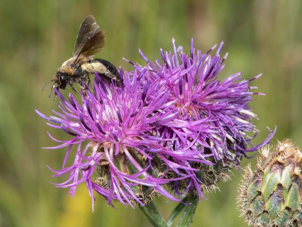 Wildbienen der Schweiz Rothaarige Düstersandbiene - Andrena thoracica