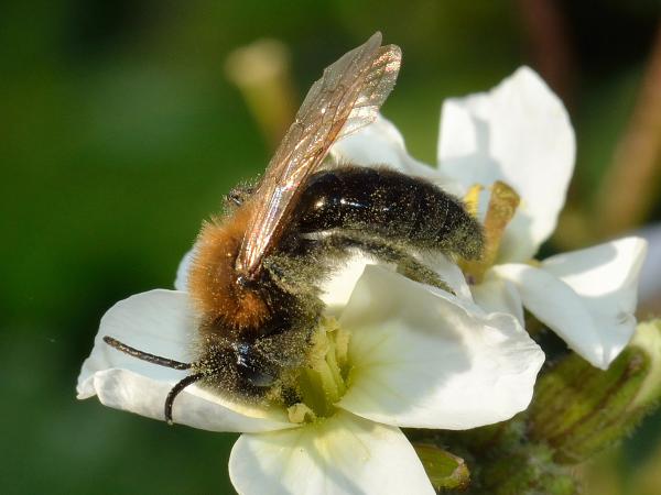 Wildbienen der Schweiz Rothaarige Düstersandbiene - Andrena thoracica