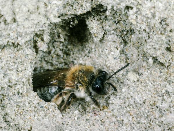 Wildbienen der Schweiz Rotbeinige Rippensandbiene - Andrena tibialis