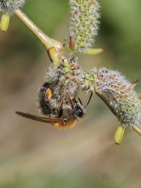 Wildbienen der Schweiz Rotbeinige Rippensandbiene - Andrena tibialis