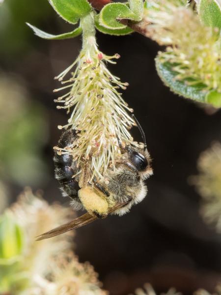 Wildbienen der Schweiz Rotbeinige Rippensandbiene - Andrena tibialis