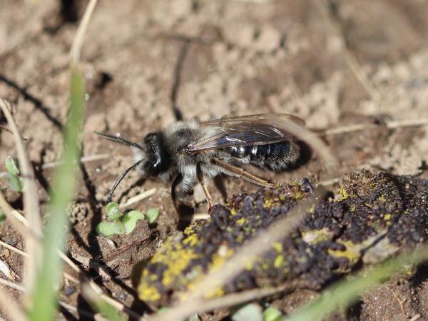 Wildbienen der Schweiz Weidensandbiene - Andrena vaga