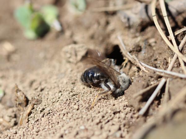 Wildbienen der Schweiz Weidensandbiene - Andrena vaga