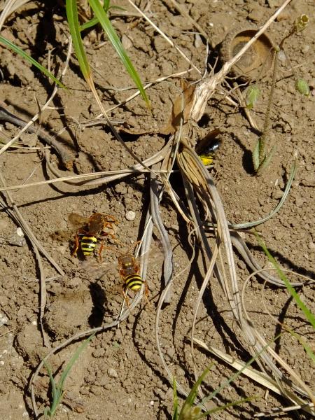 Wildbienen der Schweiz Weidensandbiene - Andrena vaga