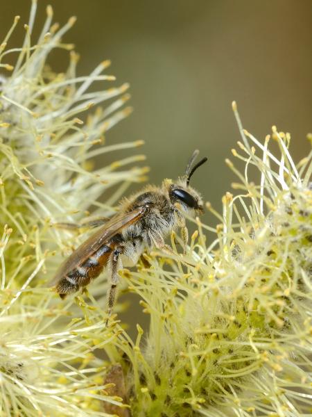 Les abeilles sauvages de Suisse Andrène ventrale - Andrena ventralis