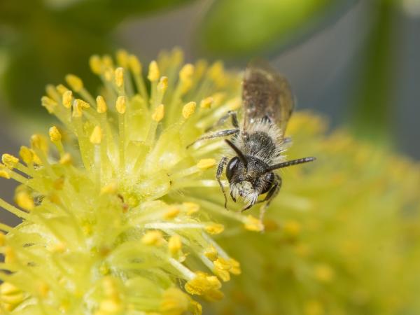 Les abeilles sauvages de Suisse Andrène ventrale - Andrena ventralis