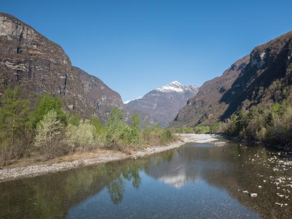 Les abeilles sauvages de Suisse Andrène ventrale - Andrena ventralis