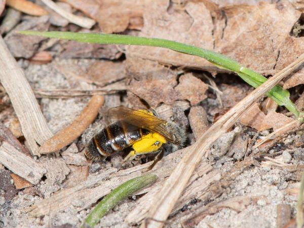 Les abeilles sauvages de Suisse Andrène ventrale - Andrena ventralis