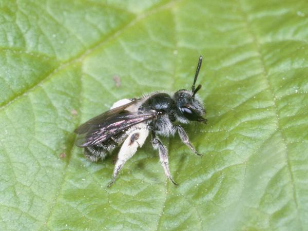 Les abeilles sauvages de Suisse Andrène viridescente - Andrena viridescens