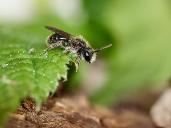 Les abeilles sauvages de Suisse Andrène viridescente - Andrena viridescens